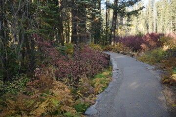 カリフォルニア州　セコイア国立公園　観光