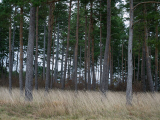 Obraz premium Wald im Herbst