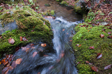 Lunga esposizione di cascata du ruscello con foglie secche nel sottobosco d'Aspromonte