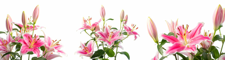 Fototapeta na wymiar Close-up of flowers of a bouquet of blooming pink lilies in different angles in soft light on a white background. Lily variety - Pink Brilliant