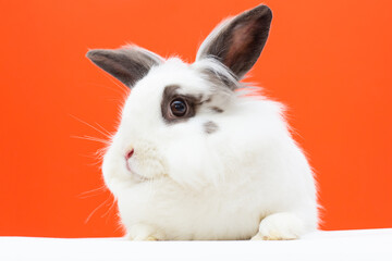 black and white rabbit on a red background