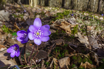Flowering Hepatica flower at early spring