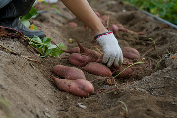 xpert Farmer wearing fabric glove harvesting sweet potato at farm