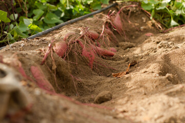 Fresh product of sweet potato harvesting by expert farmer at farm.