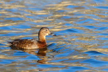 Female pochard portrait in the water