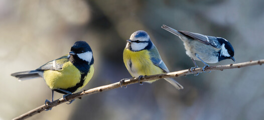 Three species of titmouse perched on branch of tree. Great tit, blue tit and coal tit