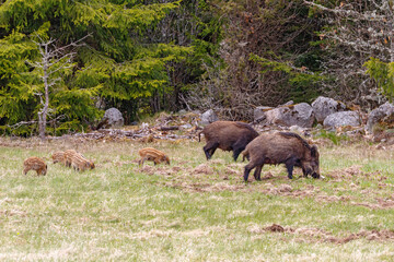 Forest meadow with Wild boars and piglets