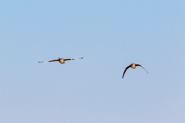 Two Greylag goose flying in the sky