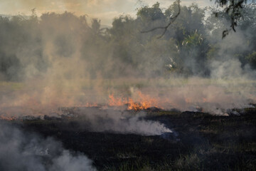 Farmers burn dry rice straw in dried fields