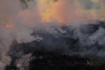 Farmers burn dry rice straw in dried fields