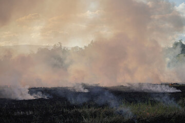 Farmers burn dry rice straw in dried fields
