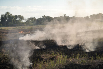 Farmers burn dry rice straw in dried fields