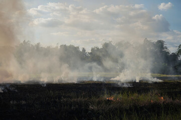 Obraz premium Farmers burn dry rice straw in dried fields