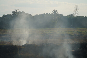 Fototapeta premium Farmers burn dry rice straw in dried fields