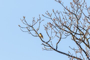 Whinchat singing on a tree branch at spring