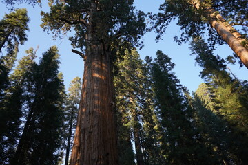 Fototapeta premium カリフォルニア州 セコイア国立公園 景色