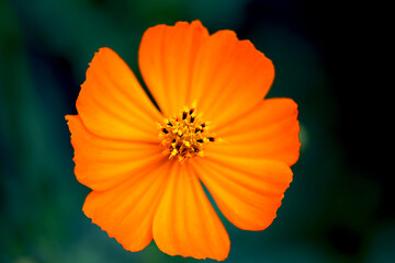Full blooming Yellow flower cosmos macro photography © SAIGLOBALNT