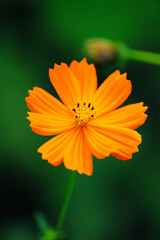 Full blooming Yellow flower cosmos macro photography © SAIGLOBALNT