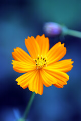Full blooming Yellow flower cosmos macro photography © SAIGLOBALNT