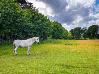 Obraz premium horses on the meadow