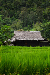 Pattern of paddy field and bamboo hut in valley at Chiang mai, Thailand, for vacation to relaxation