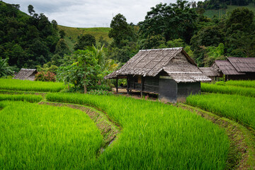Fototapeta na wymiar Pattern of paddy field and bamboo hut in valley at Chiang mai, Thailand, for vacation to relaxation