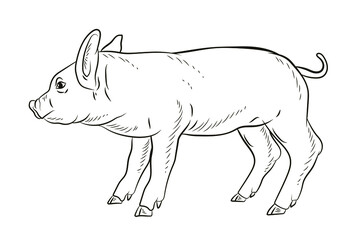 Pig. In the animal world. Black and white image. Coloring book for children. Vector drawing.