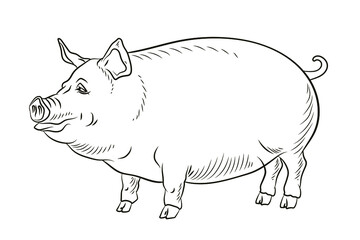Pig. In the animal world. Black and white image. Coloring book for children. Vector drawing.