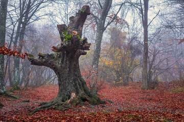 The trunk of an old tree in the autumn forest.
