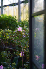 Pink azalea blooming in home garden. Blossoming houseplant tree in orangery or greenhouse in spring. Glasshouse with big windows and different indoor plants growing. Botany and home gardening concept
