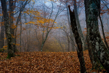A mysterious landscape with an autumn forest in the fog.