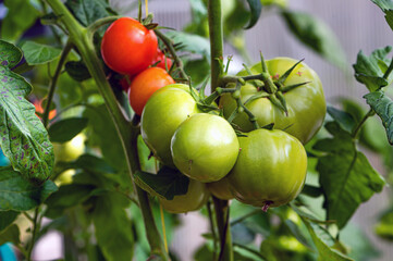 bunches of ripe tomatoes in a greenhouse, tomatoes ripen on a branch in the hothouse, closeup