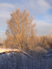 landscape with trees in hoarfrost