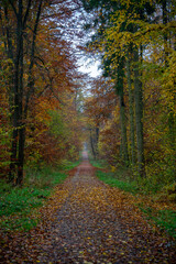 Fototapeta na wymiar Wald im Herbst