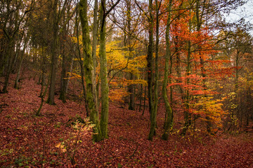 Obraz premium autumn in the forest