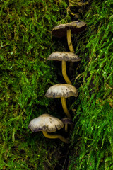 mushrooms in the forest