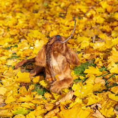 A dog cavalier King Charles, portrait of a cute puppy lying in the yellow leaves in autumn
