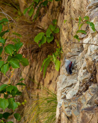 Wallcreeper or Tichodroma muraria small passerine bird on high mountains of foothills of himalayas...