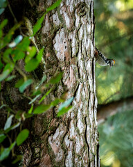 Brown-fronted or brown fronted woodpecker or Leiopicus auriceps bird on pine tree trunk during winter migration season at foothills of himalaya uttarakhand india