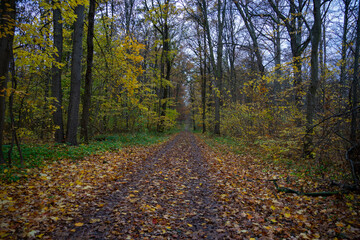 Wald im Herbst