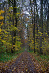 Wald im Herbst