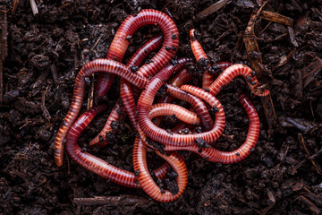 Many living earthworms for fishing in the soil, background - obrazy, fototapety, plakaty