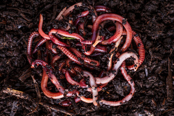 Many living earthworms for fishing in the soil, background