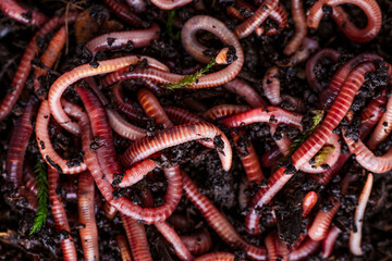 Many living earthworms for fishing in the soil, background