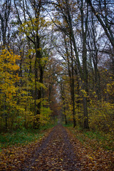 Wald im Herbst