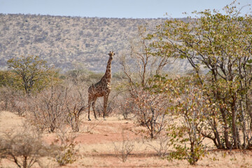 One Angolan giraffe (Giraffa camelopardalis angolensis) in African landscape at Etosha national...