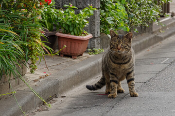 街ネコ　成増、板橋区、東京、日本