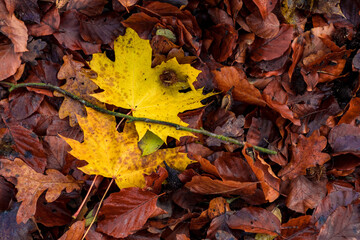 fallen autumn leaves