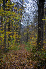 Fototapeta premium Wald im Herbst