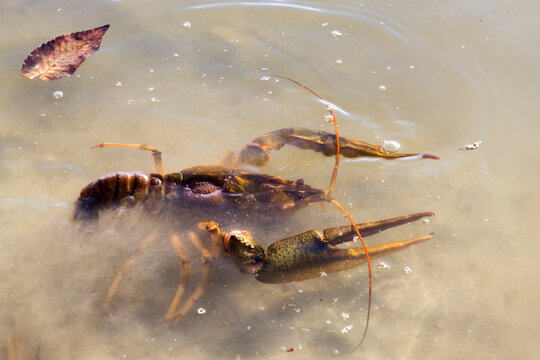 Danube Or Galician Crayfish Is Swimming In The Water